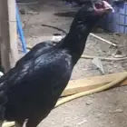 دجاجه شامو الاماني