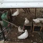 حمام مصري وفرنسي حجم كبير للبيع