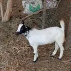 فران وتيس بلدي
