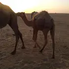 الخبراء القصيم