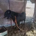 تيس فحل اجم