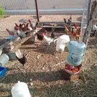 الخرج الهياثم