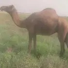 بكرة للبيع
