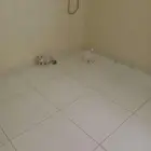 قطط صغيره