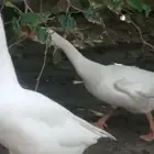 وز عراقي ابيض ذكور