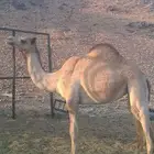 المدينة المنورة