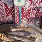 حطب قديم وناشف من أشجار البيت وعروقها سعر الكيلو 10 ريالات