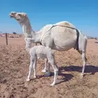 خلفه وضحا تحتها قعود