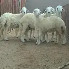 بهم حري طليان للبيع من المراح