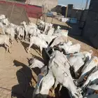 تيوس صومالية مرابي فاخر من الاخر