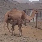 المدينة المنورة