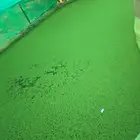 علف تزرعها مره تكفيك سنين