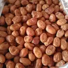 تمور خلاص حائل