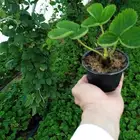 شتلات فراوله مزرعة الكعيديه بعنيزه