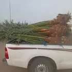 يتوفر لدينا جميع انواع انخيل عربي ونخيل وشنطني