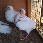 زغاليل حمام فرنسي