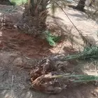 نعمل في مجال النخيل تكريب وتحويض وقلع وغرس فسايل