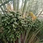 اعمال نخيل وشبوك