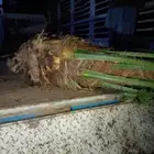 نخل وجثايث القصيم.اسعرنامعقوله