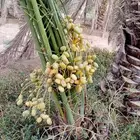 نخل للبيع زراعه النخيل اخلاص سكري برحي صقعي مجدول شيشي