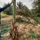 مجدول وسكري واخلاص