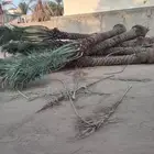 نخل للبيع مثمر