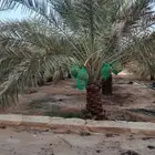 نعمل في مجال النخيل تنضيف وتحويض وتتكريب وتعديل وتكيس