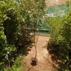 يوجد لدينا أنواع الشجرة والزيتون النخيل عربي وشنطني والشتلات