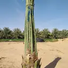نخل للبيع اخلاص سكري برحي صقعي مجدول نقابل وجثايث