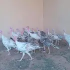 القصيم البدائع