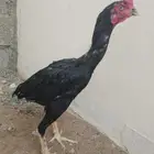 ديك سندي