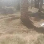 نعمل في مجال تنضيف النخيل تحويض وتكريب وقلع وغرس فراخه