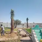 مقاولت عامه شبوك وزراعه نخيل