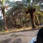 لشغل جميع ثمار النخيل