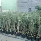 اشجار زيتون وحمضيات
