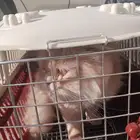 مندوب توصيل