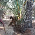 نخل وجثايث القصيم نخل طيب اسعرنامعقوله
