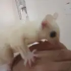 سناجب الطائر شوقر قلايد