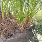 نخيل متوفر فسائل نخيل احجام كبار وصغار للبيع