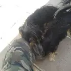 كلاب البيع