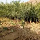 نخل للبيع جميع انواع انخيل العربي والوشنطني