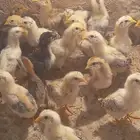 صوص بلدي محصن عفيف