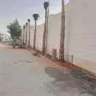 نخل للبيع واشنطن نخل زينه