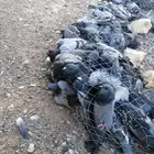 حمام سوادي