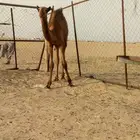 قعود سمين على الحليب والملبن عمره 5 أشهر