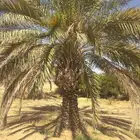 صقعي ابو طوق