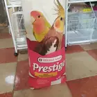 محل قطه وطير