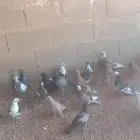 بط بكيني موجود وحمام فروخ ودجاج حي ومزبوح