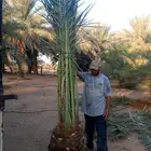 نخل للبيع نخيل مثمر نقايل جثايث توصيل في جميع المواقع