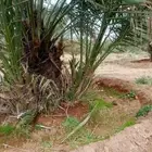 فسايل نخيل القصيم